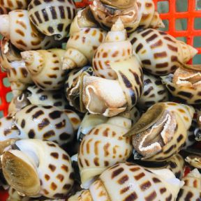 ỐC HƯƠNG SỐNG TƯƠI NGON